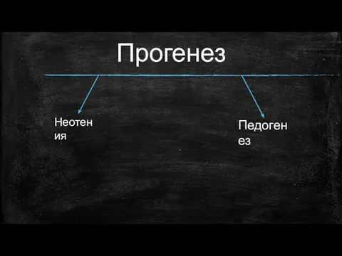 Прогенез Неотения Педогенез