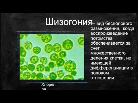 Шизогония — вид бесполового размножения, когда воспроизведение потомства обеспечивается за счет множественного