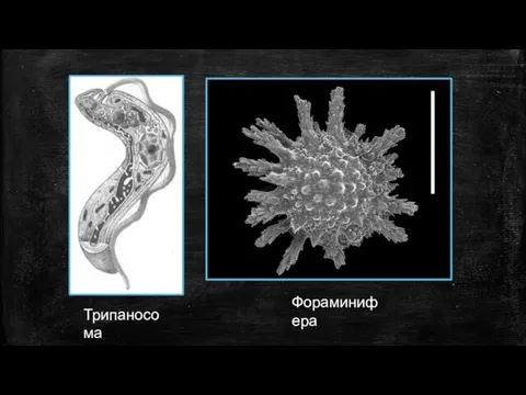 Трипаносома Фораминифера