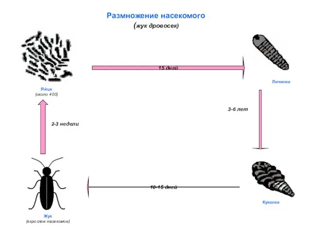 Размножение насекомого (жук дровосек) 15 дней 10-15 дней Яйца (около 400) Личинка