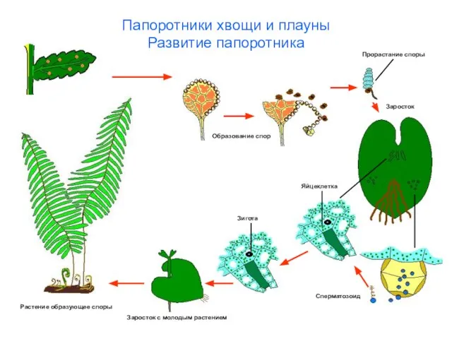 Папоротники хвощи и плауны Развитие папоротника Растение образующее споры Образование спор Прорастание