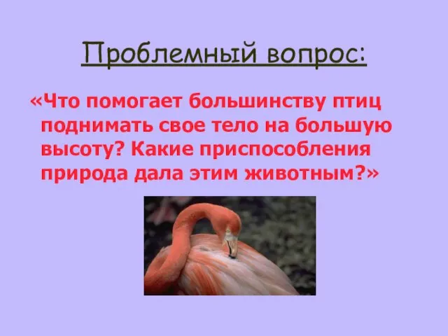 Проблемный вопрос: «Что помогает большинству птиц поднимать свое тело на большую высоту?