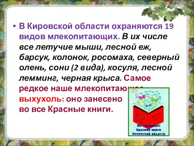 В Кировской области охраняются 19 видов млекопитающих. В их числе все летучие