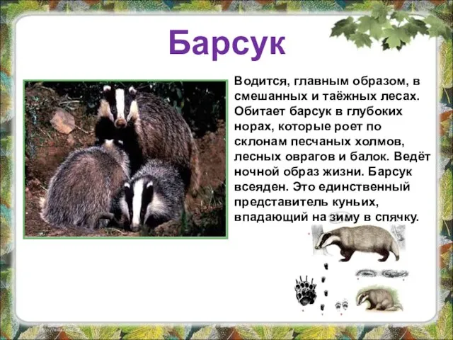 Барсук Водится, главным образом, в смешанных и таёжных лесах. Обитает барсук в