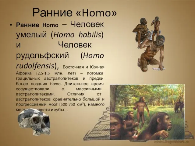 Ранние «Homo» Ранние Homo – Человек умелый (Homo habilis) и Человек рудольфский