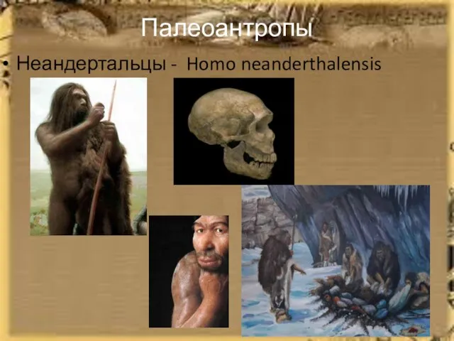 Палеоантропы Неандертальцы - Homo neanderthalensis