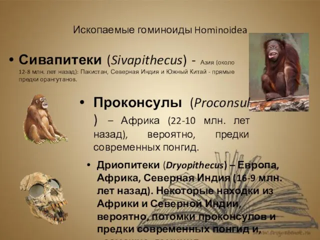 Ископаемые гоминоиды Hominoidea Сивапитеки (Sivapithecus) - Азия (около 12-8 млн. лет назад):