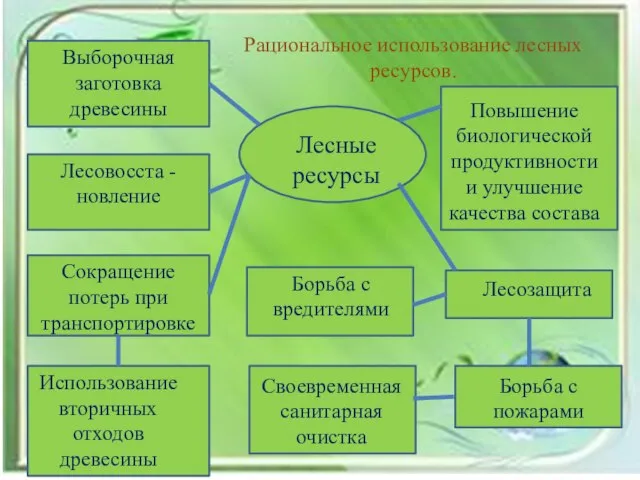 Рациональное использование лесных ресурсов. Лесные ресурсы Выборочная заготовка древесины Лесовосста - новление