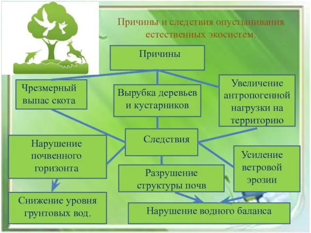 Причины и следствия опустынивания естественных экосистем. Причины Чрезмерный выпас скота Вырубка деревьев