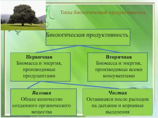 Типы биологической продуктивности. Биологическая продуктивность. Первичная Биомасса и энергия, производимые продуцентами Вторичная