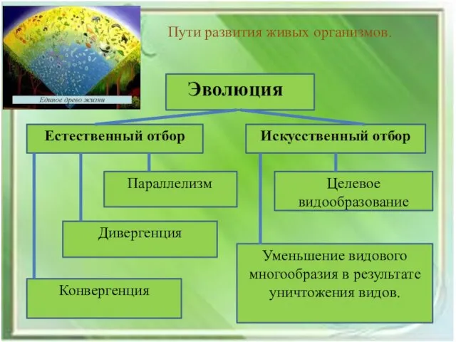 Пути развития живых организмов. Уменьшение видового многообразия в результате уничтожения видов. Целевое