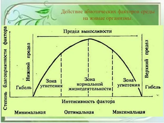 Действие абиотических факторов среды на живые организмы.