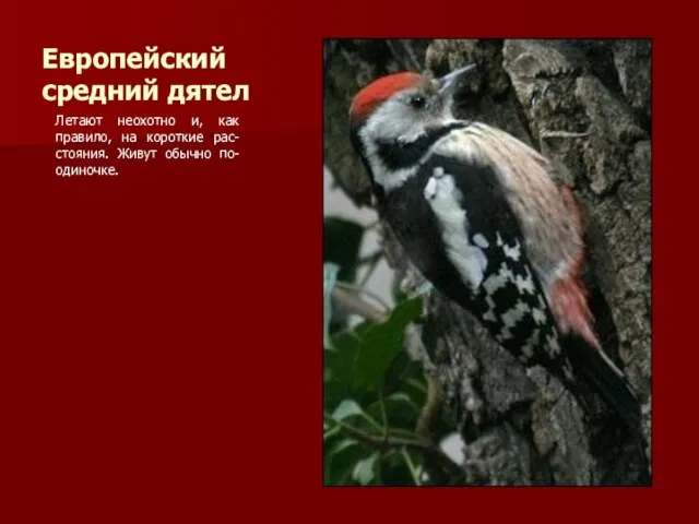 Европейский средний дятел Летают неохотно и, как правило, на короткие рас-стояния. Живут обычно по-одиночке.