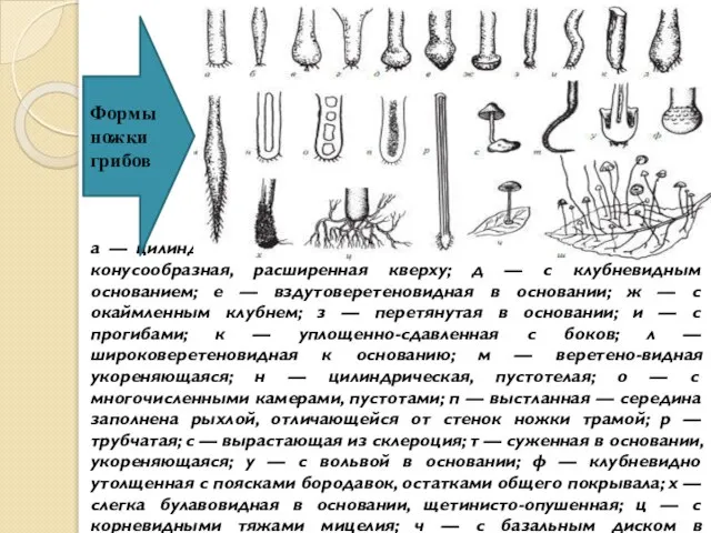 а — цилиндрическая; б — веретеновидная; в — булавовидная; г — конусообразная,