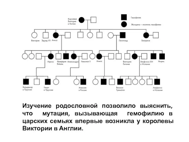 Изучение родословной позволило выяснить, что мутация, вызывающая гемофилию в царских семьях впервые