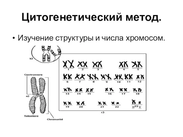 Цитогенетический метод. Изучение структуры и числа хромосом.