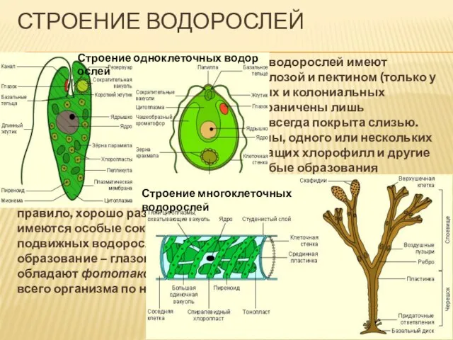 Строение водорослей Строение клеток. Клетки большинства водорослей имеют клеточную стенку, образованную целлюлозой