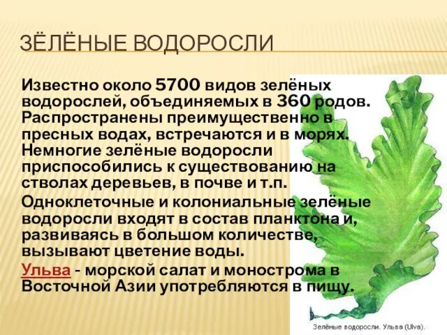 Зёлёные водоросли Известно около 5700 видов зелёных водорослей, объединяемых в 360 родов.