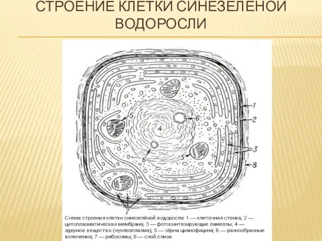 Строение клетки синезелёной водоросли