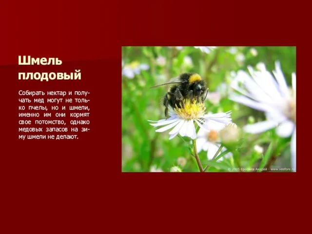 Шмель плодовый Собирать нектар и полу-чать мед могут не толь-ко пчелы, но