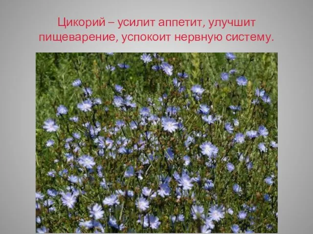 Цикорий – усилит аппетит, улучшит пищеварение, успокоит нервную систему.