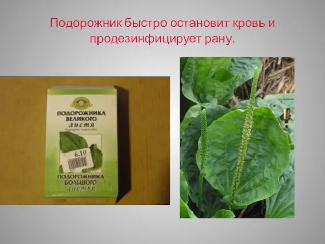 Подорожник быстро остановит кровь и продезинфицирует рану.