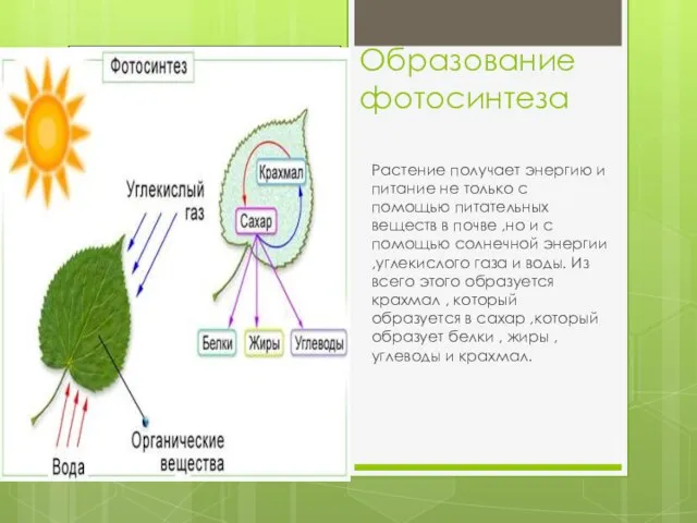 Образование фотосинтеза Растение получает энергию и питание не только с помощью питательных