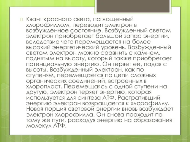 Квант красного света, поглощенный хлорофиллом, переводит электрон в возбужденное состояние. Возбужденный светом