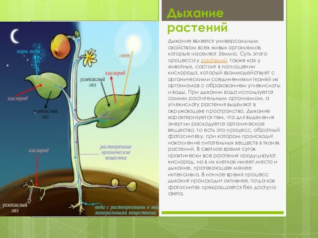 Дыхание растений Дыхание является универсальным свойством всех живых организмов, которые населяют Землю.