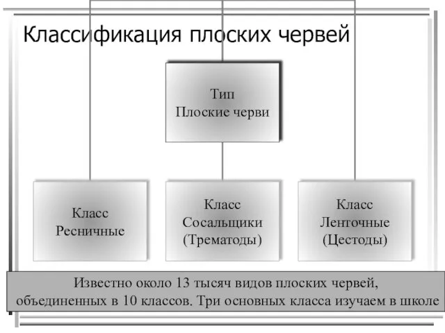 Классификация плоских червей Известно около 13 тысяч видов плоских червей, объединенных в