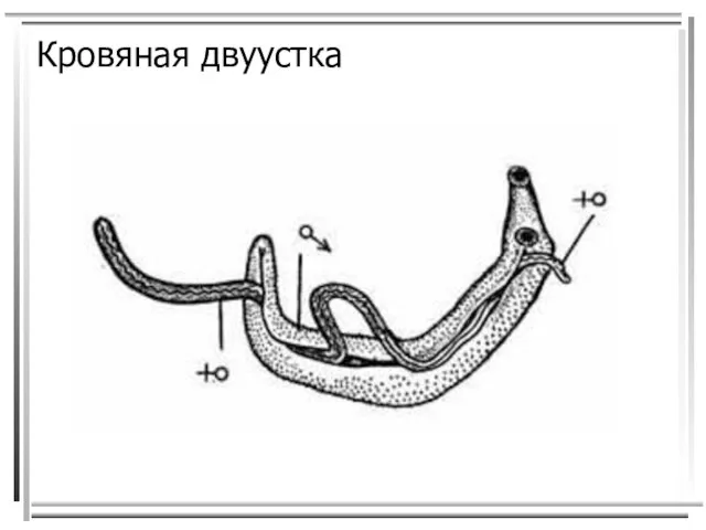 Кровяная двуустка