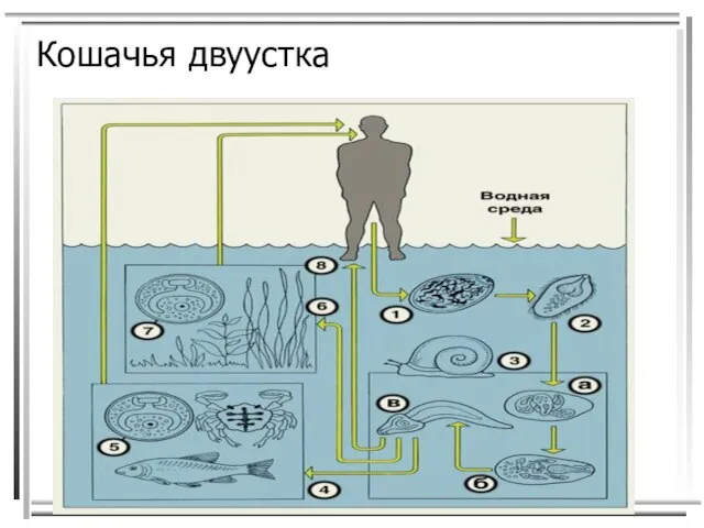 Кошачья двуустка