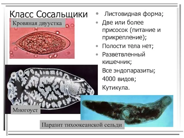 Класс Сосальщики Листовидная форма; Две или более присосок (питание и прикрепление); Полости