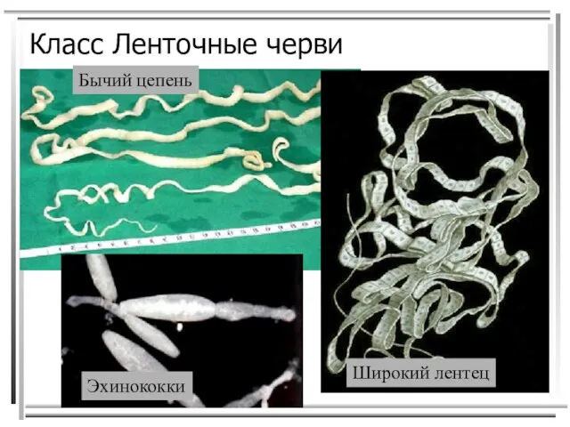 Класс Ленточные черви