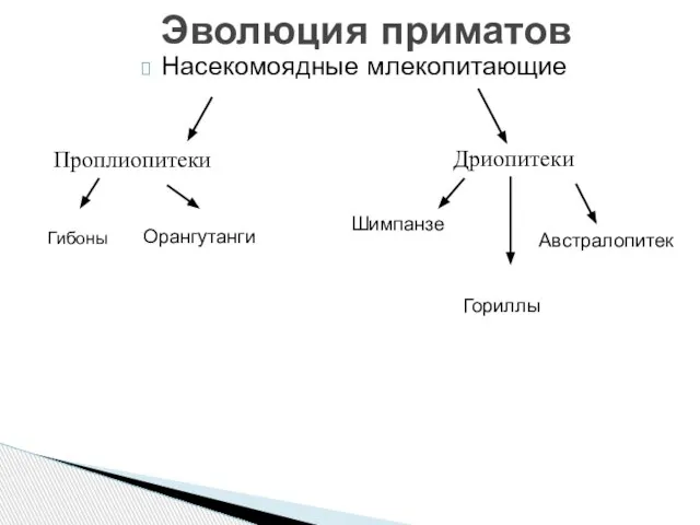 Насекомоядные млекопитающие Эволюция приматов Проплиопитеки Дриопитеки Гибоны Орангутанги Шимпанзе Гориллы Австралопитек