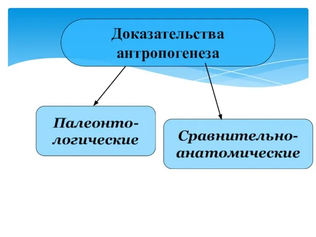 Доказательства антропогенеза Палеонто- логические Сравнительно- анатомические