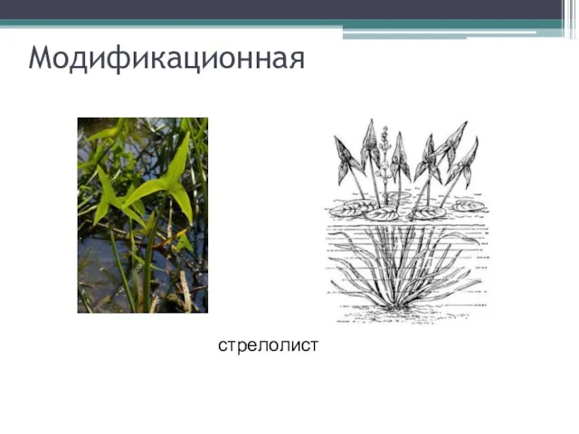 Модификационная стрелолист