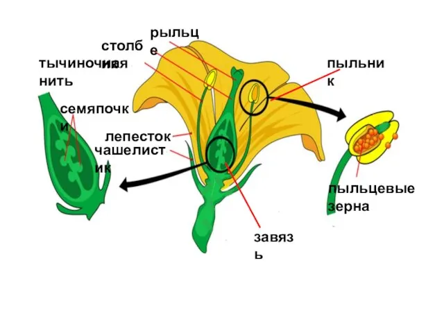 пыльник пыльцевые зерна семяпочки рыльце столбик тычиночная нить лепесток чашелистик завязь