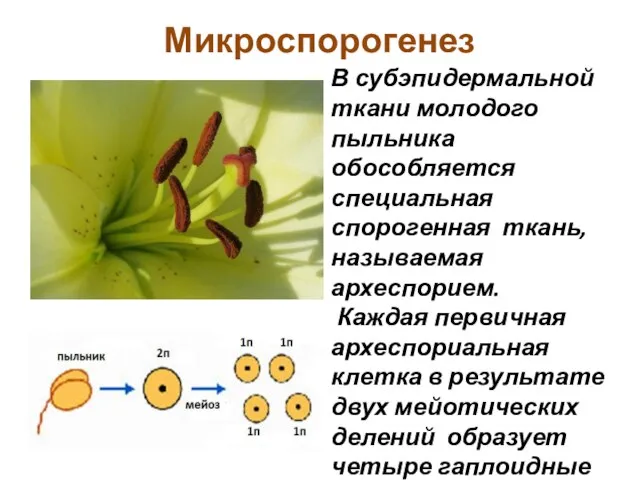 Микроспорогенез В субэпидермальной ткани молодого пыльника обособляется специальная спорогенная ткань, называемая археспорием.