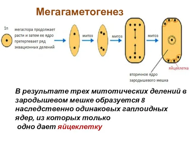 В результате трех митотических делений в зародышевом мешке образуется 8 наследственно одинаковых