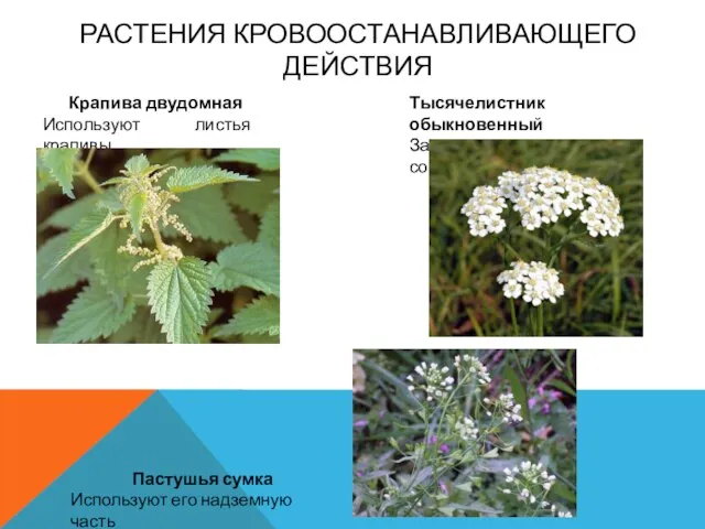 Растения кровоостанавливающего действия Крапива двудомная Используют листья крапивы Тысячелистник обыкновенный Заготавливают траву