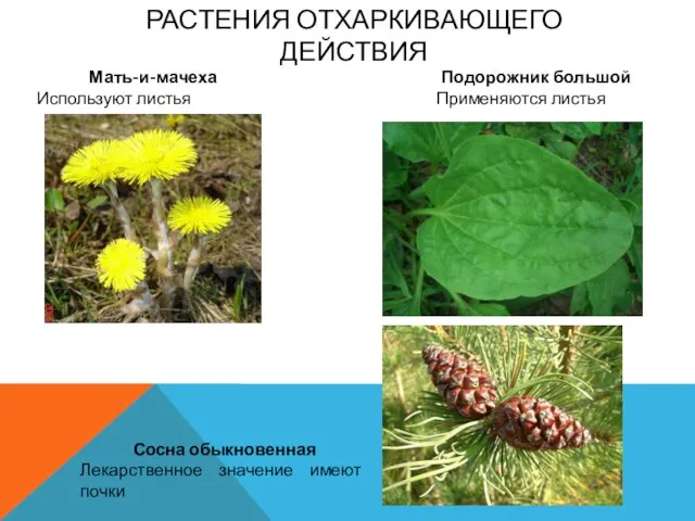 Растения отхаркивающего действия Мать-и-мачеха Используют листья Подорожник большой Применяются листья Сосна обыкновенная Лекарственное значение имеют почки