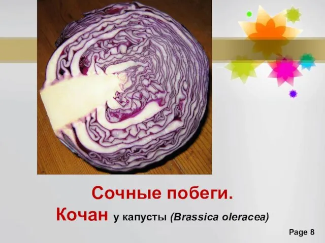 Сочные побеги. Кочан у капусты (Brassica oleracea)