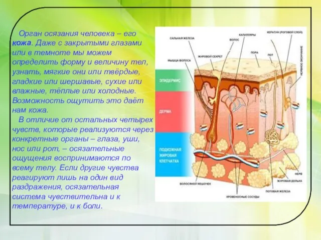 Орган осязания человека – его кожа. Даже с закрытыми глазами или в