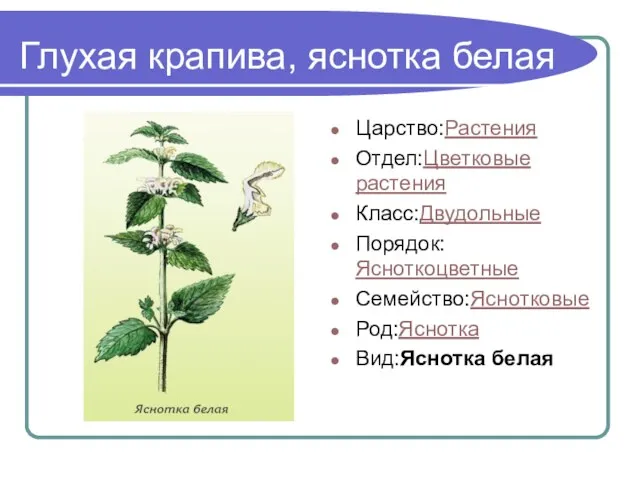 Глухая крапива, яснотка белая Царство:Растения Отдел:Цветковые растения Класс:Двудольные Порядок:Ясноткоцветные Семейство:Яснотковые Род:Яснотка Вид:Яснотка белая