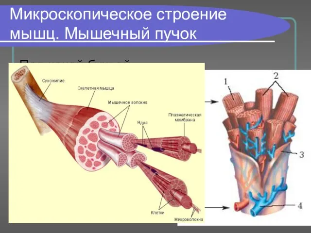 Микроскопическое строение мышц. Мышечный пучок Под какой буквой обозначены гладкая и поперечнополосатая