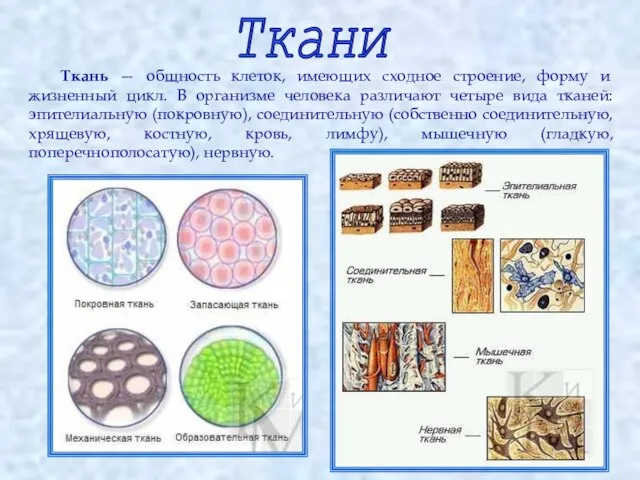 Ткань — общность клеток, имеющих сходное строение, форму и жизненный цикл. В