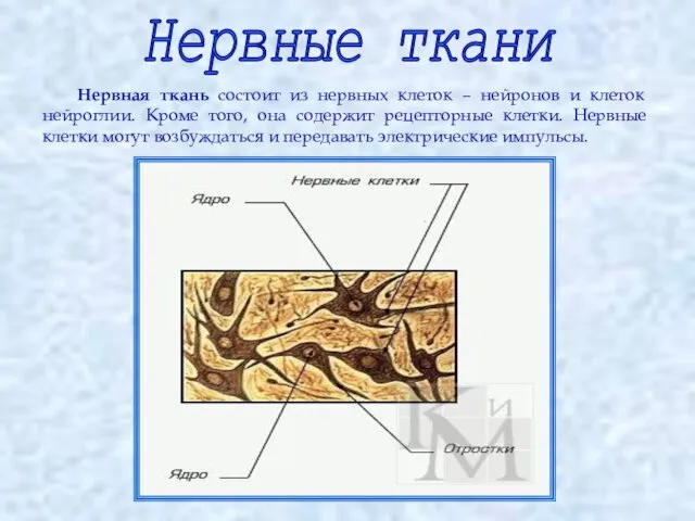 Нервные ткани Нервная ткань состоит из нервных клеток – нейронов и клеток