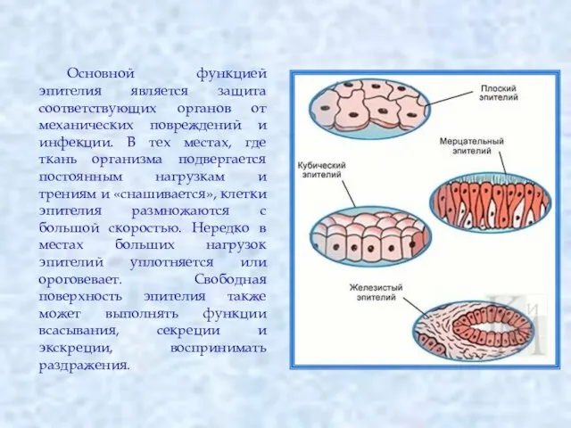 Основной функцией эпителия является защита соответствующих органов от механических повреждений и инфекции.