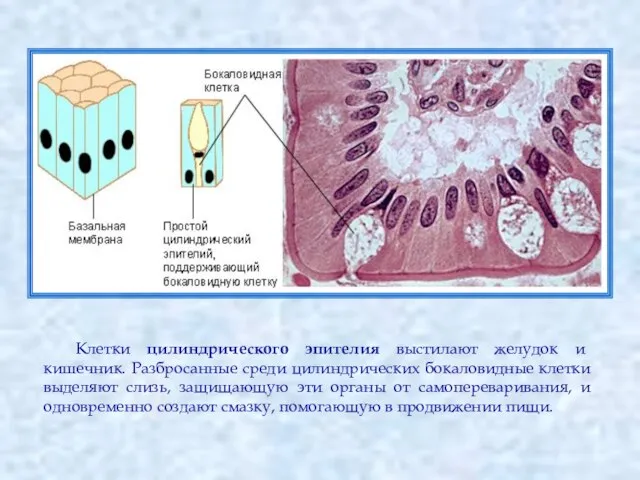 Клетки цилиндрического эпителия выстилают желудок и кишечник. Разбросанные среди цилиндрических бокаловидные клетки